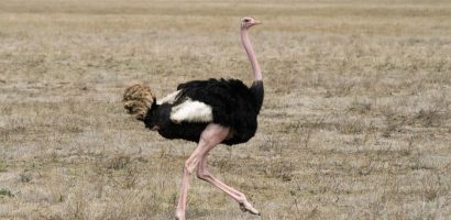 Ostrich Price in Pakistan 2026: How to Start Ostrich Farming?